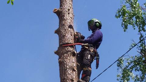 Certificirani arborist na užetu na deblu, rad penjačkom tehnikom