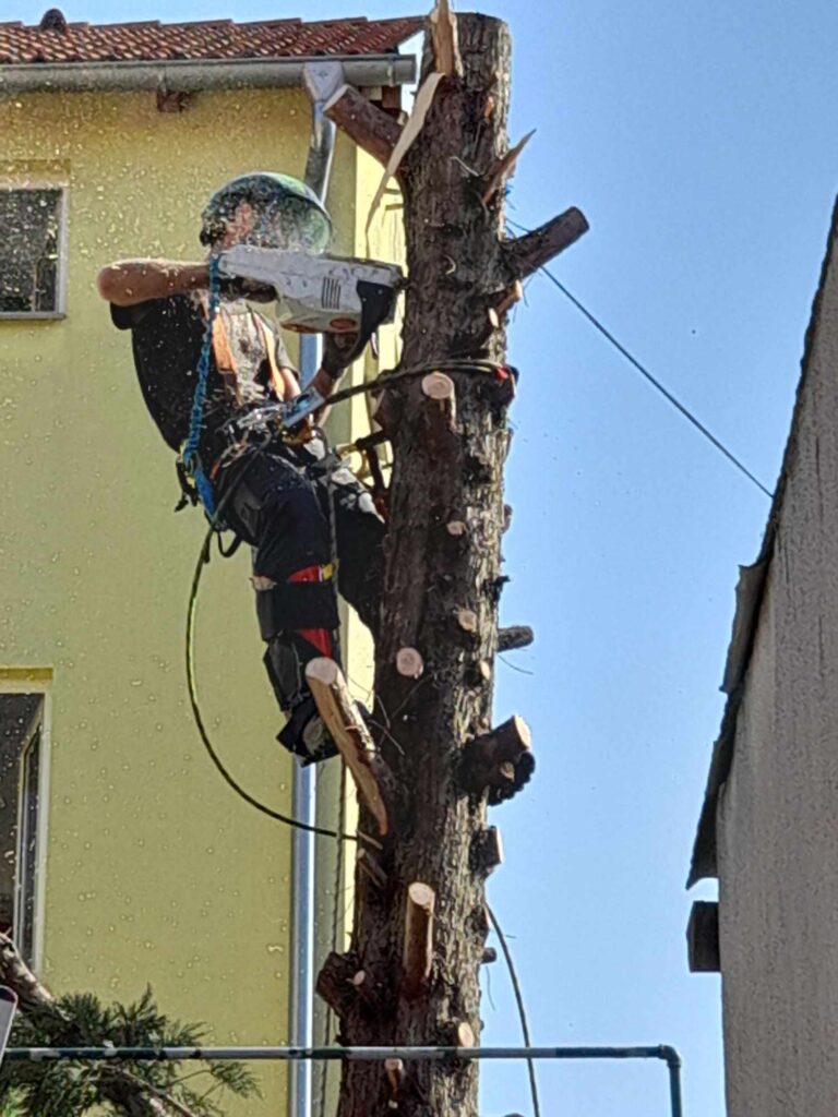 Rušenje drveća ZG