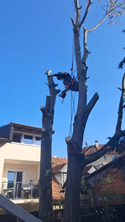 Rušenje drveća ZG